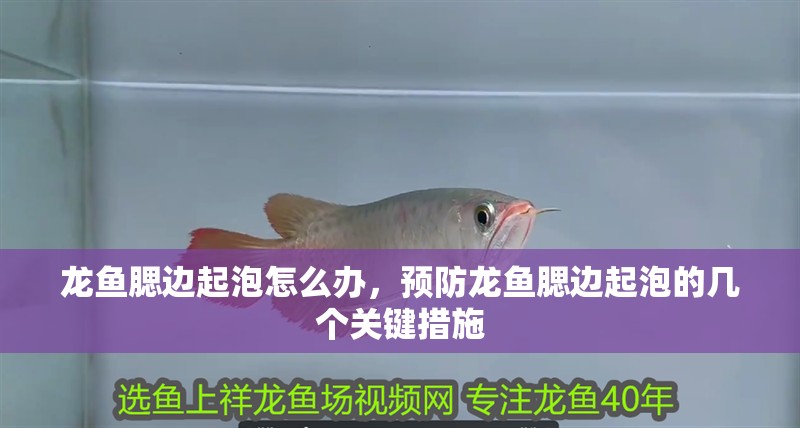 龍魚腮邊起泡怎么辦，預(yù)防龍魚腮邊起泡的幾個關(guān)鍵措施