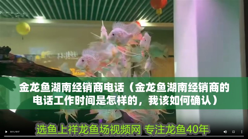 金龍魚湖南經銷商電話（金龍魚湖南經銷商的電話工作時間是怎樣的，我該如何確認）