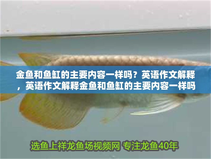 金魚和魚缸的主要內容一樣嗎？英語作文解釋，英語作文解釋金魚和魚缸的主要內容一樣嗎英語作文解釋