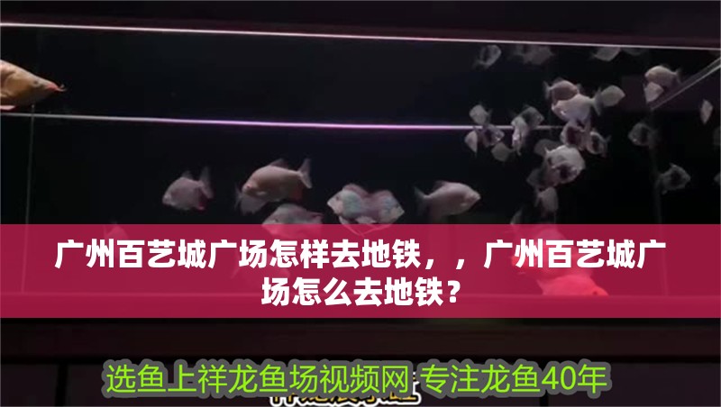 廣州百藝城廣場怎樣去地鐵，，廣州百藝城廣場怎么去地鐵？ 廣州百藝城廣場怎樣去地鐵，，廣州百藝城廣場怎么去地鐵？ 觀賞魚百科 第2張