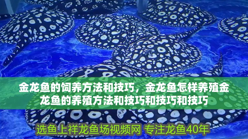 金龍魚的飼養方法和技巧，金龍魚怎樣養殖金龍魚的養殖方法和技巧和技巧和技巧