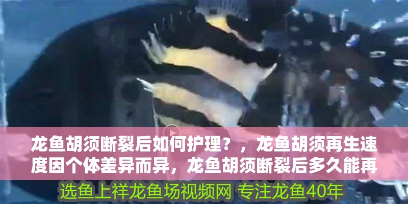 龍魚胡須斷裂后如何護(hù)理？，龍魚胡須再生速度因個(gè)體差異而異，龍魚胡須斷裂后多久能再生 龍魚胡須斷裂后如何護(hù)理？，龍魚胡須再生速度因個(gè)體差異而異，龍魚胡須斷裂后多久能再生 龍魚百科