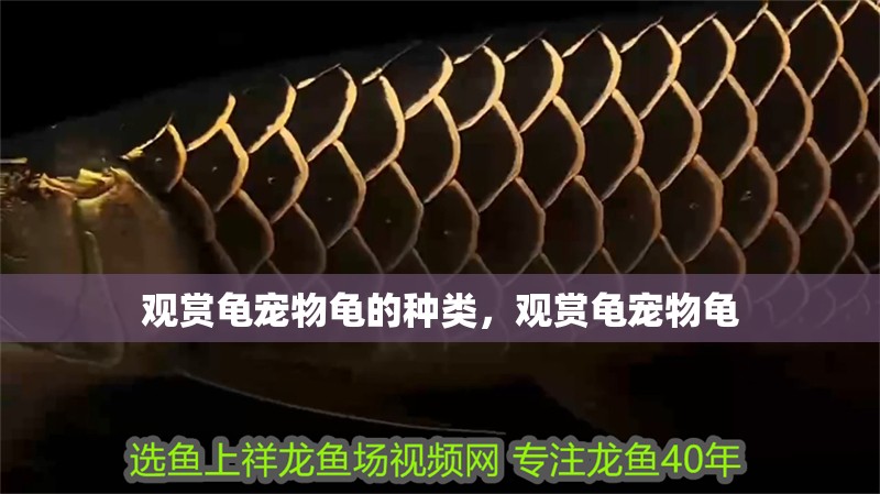 觀賞龜寵物龜?shù)姆N類，觀賞龜寵物龜