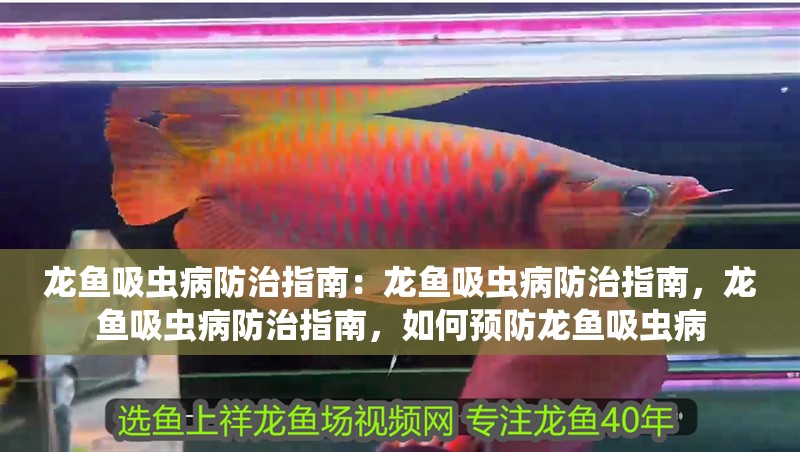 龍魚吸蟲病防治指南：龍魚吸蟲病防治指南，龍魚吸蟲病防治指南，如何預防龍魚吸蟲病