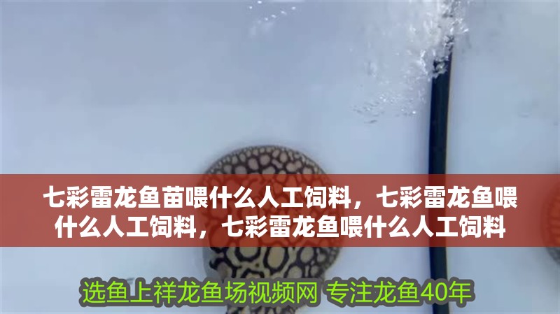 七彩雷龍魚苗喂什么人工飼料，七彩雷龍魚喂什么人工飼料，七彩雷龍魚喂什么人工飼料