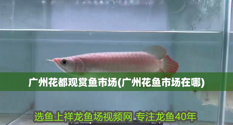 廣州花都觀賞魚市場(廣州花魚市場在哪)
