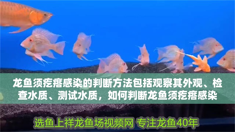 龍魚須疙瘩感染的判斷方法包括觀察其外觀、檢查水質、測試水質，如何判斷龍魚須疙瘩感染？ 龍魚須疙瘩感染的判斷方法包括觀察其外觀、檢查水質、測試水質，如何判斷龍魚須疙瘩感染？ 龍魚百科