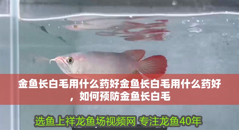 金魚長白毛用什么藥好金魚長白毛用什么藥好，如何預防金魚長白毛