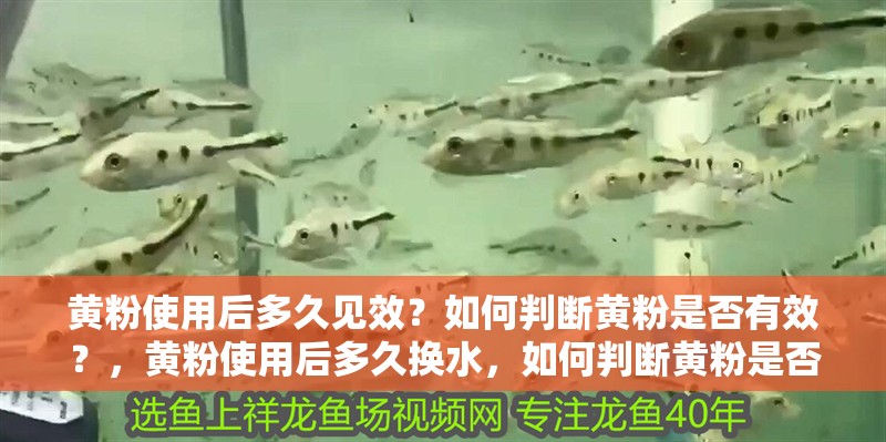 黃粉使用后多久見效？如何判斷黃粉是否有效？，黃粉使用后多久換水，如何判斷黃粉是否有效，魚種藥浴時間對照表