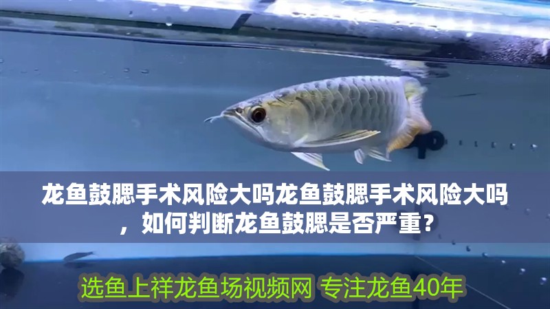 龍魚鼓腮手術風險大嗎龍魚鼓腮手術風險大嗎，如何判斷龍魚鼓腮是否嚴重？ 龍魚鼓腮手術風險大嗎龍魚鼓腮手術風險大嗎，如何判斷龍魚鼓腮是否嚴重？ 龍魚百科
