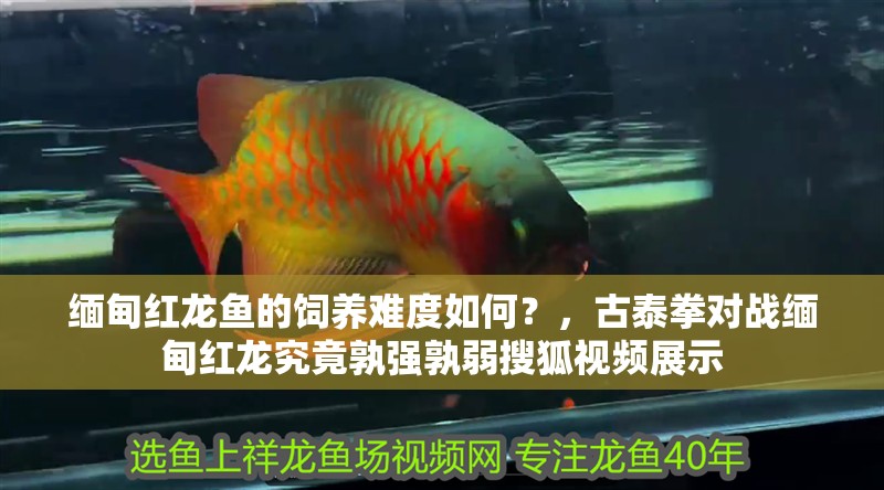 緬甸紅龍魚的飼養難度如何？，古泰拳對戰緬甸紅龍究竟孰強孰弱搜狐視頻展示 緬甸紅龍魚的飼養難度如何？，古泰拳對戰緬甸紅龍究竟孰強孰弱搜狐視頻展示 觀賞魚百科 第5張