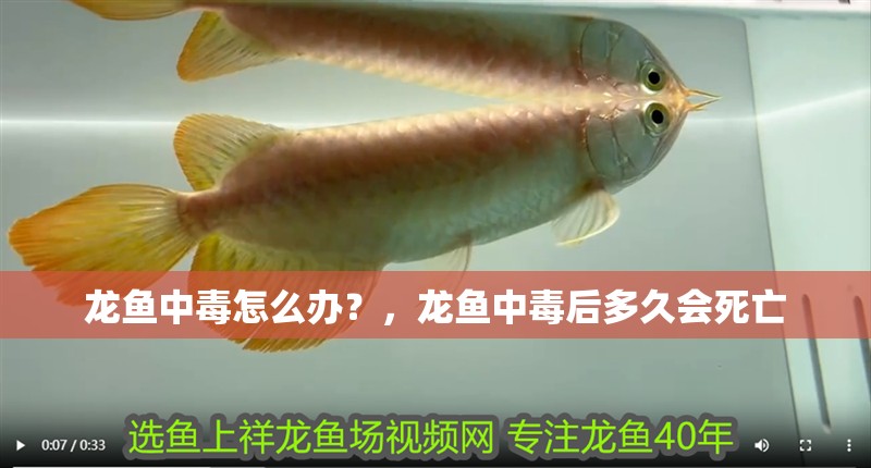 龍魚中毒怎么辦？，龍魚中毒后多久會死亡