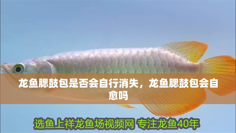 龍魚(yú)腮鼓包是否會(huì)自行消失，龍魚(yú)腮鼓包會(huì)自愈嗎