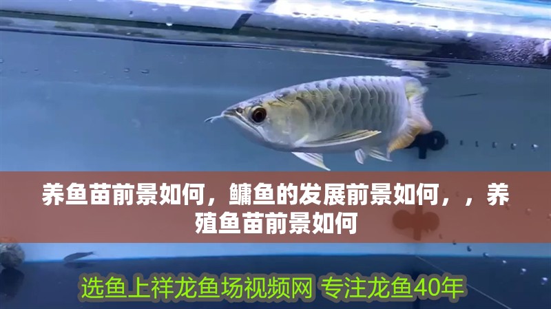 養(yǎng)魚苗前景如何，鳙魚的發(fā)展前景如何，，養(yǎng)殖魚苗前景如何