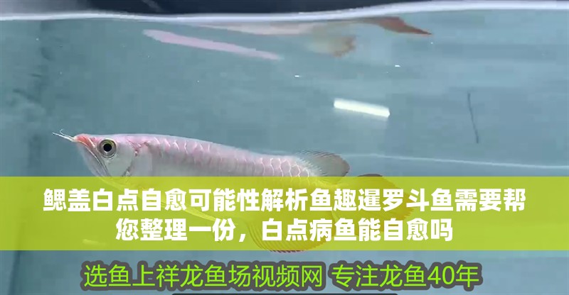 鰓蓋白點自愈可能性解析魚趣暹羅斗魚需要幫您整理一份，白點病魚能自愈嗎