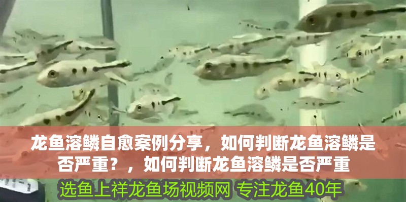 龍魚溶鱗自愈案例分享，如何判斷龍魚溶鱗是否嚴重？，如何判斷龍魚溶鱗是否嚴重