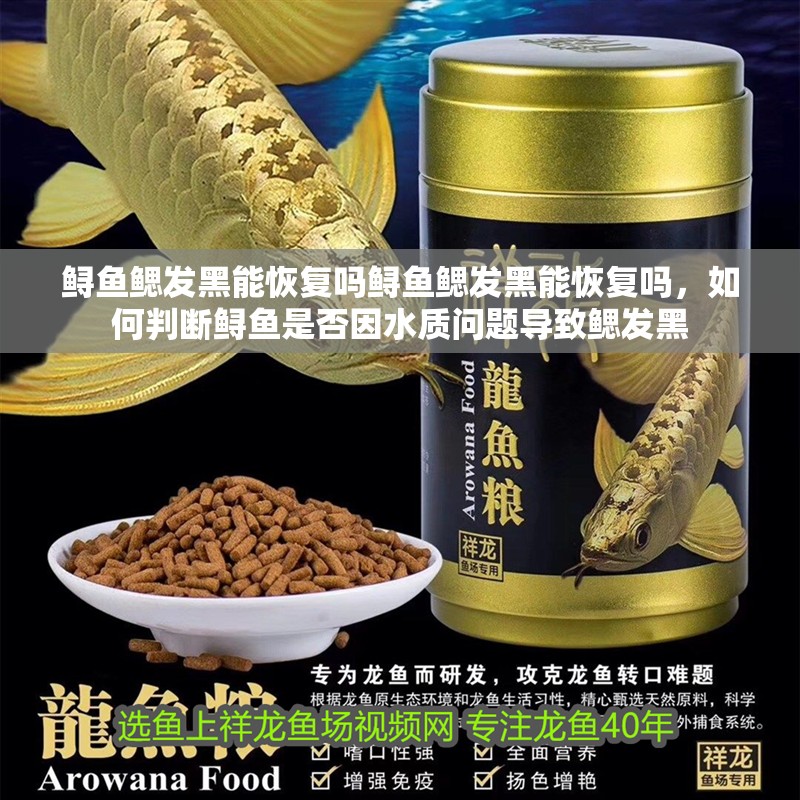 鱘魚鰓發黑能恢復嗎鱘魚鰓發黑能恢復嗎，如何判斷鱘魚是否因水質問題導致鰓發黑