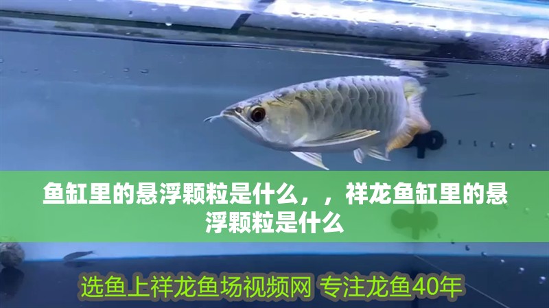 魚缸里的懸浮顆粒是什么，，祥龍魚缸里的懸浮顆粒是什么