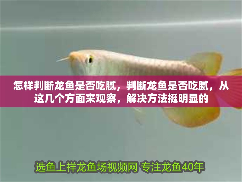 怎樣判斷龍魚是否吃膩，判斷龍魚是否吃膩，從這幾個方面來觀察，解決方法挺明顯的 怎樣判斷龍魚是否吃膩，判斷龍魚是否吃膩，從這幾個方面來觀察，解決方法挺明顯的 龍魚百科 第3張
