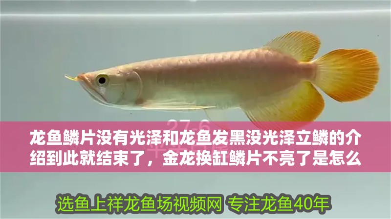 龍魚鱗片沒有光澤和龍魚發(fā)黑沒光澤立鱗的介紹到此就結(jié)束了，金龍換缸鱗片不亮了是怎么回事？ 龍魚鱗片沒有光澤和龍魚發(fā)黑沒光澤立鱗的介紹到此就結(jié)束了，金龍換缸鱗片不亮了是怎么回事？ 觀賞魚百科