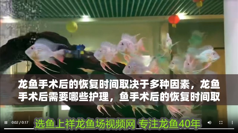 龍魚手術后的恢復時間取決于多種因素，龍魚手術后需要哪些護理，魚手術后的恢復時間取決于多種因素，龍魚手術后需要哪些護理