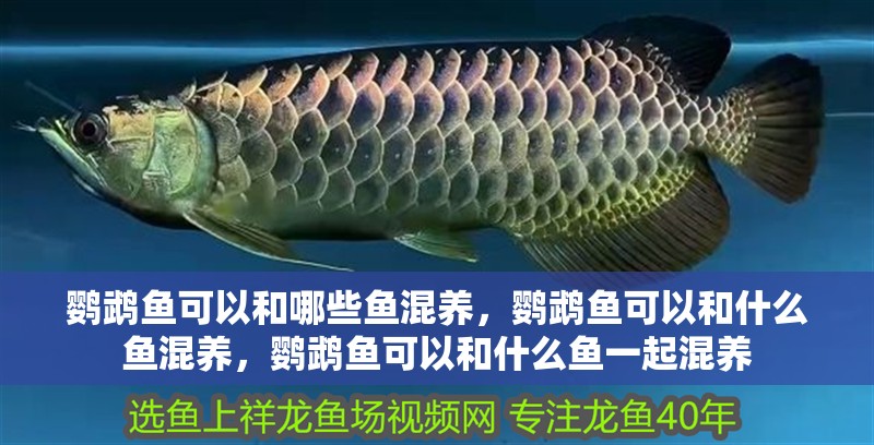 鸚鵡魚可以和哪些魚混養，鸚鵡魚可以和什么魚混養，鸚鵡魚可以和什么魚一起混養