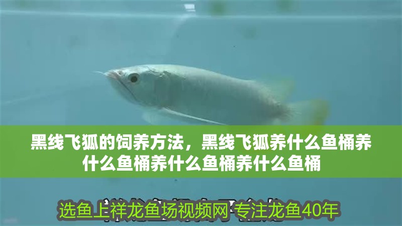 黑線飛狐的飼養方法，黑線飛狐養什么魚桶養什么魚桶養什么魚桶養什么魚桶