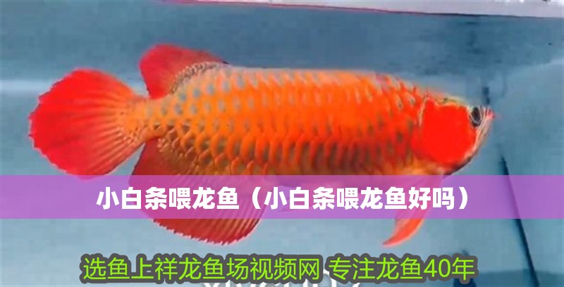小白條喂龍魚（小白條喂龍魚好嗎）