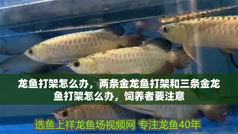 龍魚打架怎么辦，兩條金龍魚打架和三條金龍魚打架怎么辦，飼養者要注意