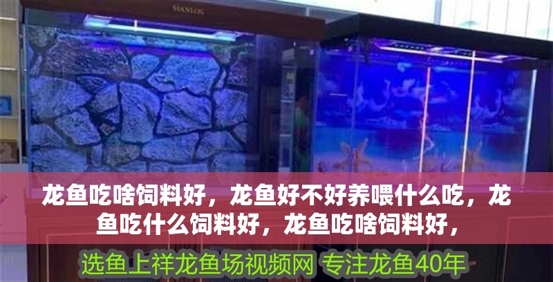 龍魚吃啥飼料好，龍魚好不好養喂什么吃，龍魚吃什么飼料好，龍魚吃啥飼料好， 龍魚吃啥飼料好，龍魚好不好養喂什么吃，龍魚吃什么飼料好，龍魚吃啥飼料好， 觀賞魚百科