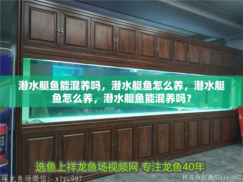 潛水艇魚能混養嗎，潛水艇魚怎么養，潛水艇魚怎么養，潛水艇魚能混養嗎？