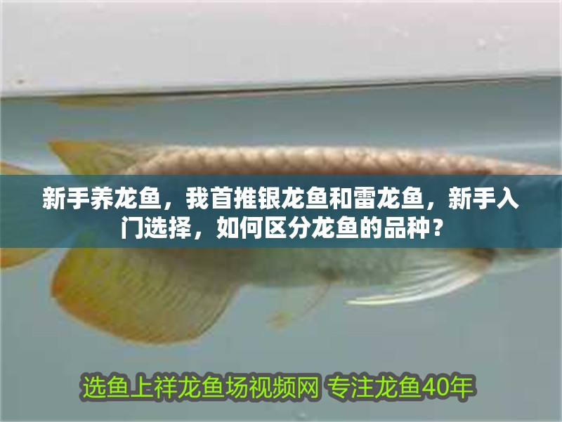 新手養龍魚，我首推銀龍魚和雷龍魚，新手入門選擇，如何區分龍魚的品種？