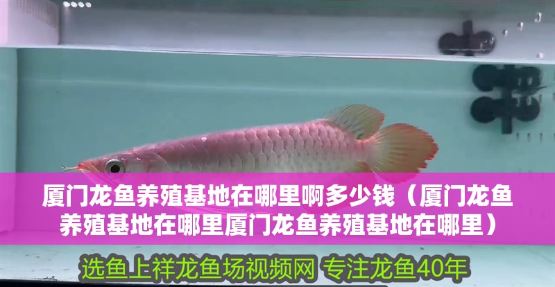 廈門(mén)龍魚(yú)養(yǎng)殖基地在哪里啊多少錢(qián)（廈門(mén)龍魚(yú)養(yǎng)殖基地在哪里廈門(mén)龍魚(yú)養(yǎng)殖基地在哪里） 廈門(mén)龍魚(yú)養(yǎng)殖基地在哪里啊多少錢(qián)（廈門(mén)龍魚(yú)養(yǎng)殖基地在哪里廈門(mén)龍魚(yú)養(yǎng)殖基地在哪里） 觀賞魚(yú)百科 第4張