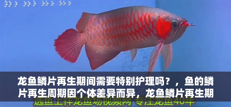 龍魚鱗片再生期間需要特別護(hù)理嗎？，魚的鱗片再生周期因個體差異而異，龍魚鱗片再生期間需要特別護(hù)理嗎