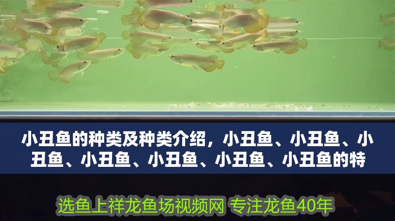 小丑魚的種類及種類介紹，小丑魚、小丑魚、小丑魚、小丑魚、小丑魚、小丑魚、小丑魚的特點(diǎn)