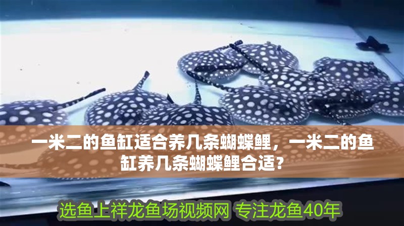 一米二的魚缸適合養幾條蝴蝶鯉，一米二的魚缸養幾條蝴蝶鯉合適？