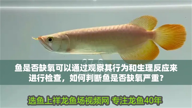 魚(yú)是否缺氧可以通過(guò)觀察其行為和生理反應(yīng)來(lái)進(jìn)行檢查，如何判斷魚(yú)是否缺氧嚴(yán)重？