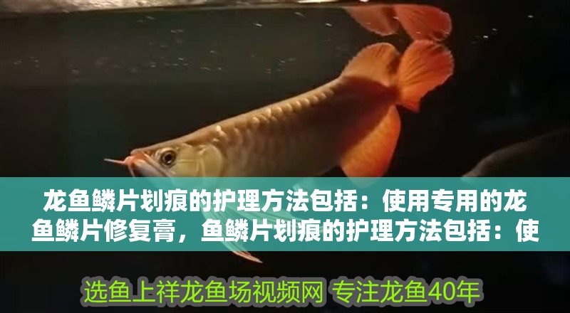 龍魚鱗片劃痕的護理方法包括：使用專用的龍魚鱗片修復膏，魚鱗片劃痕的護理方法包括：使用專用的龍魚鱗片修復膏