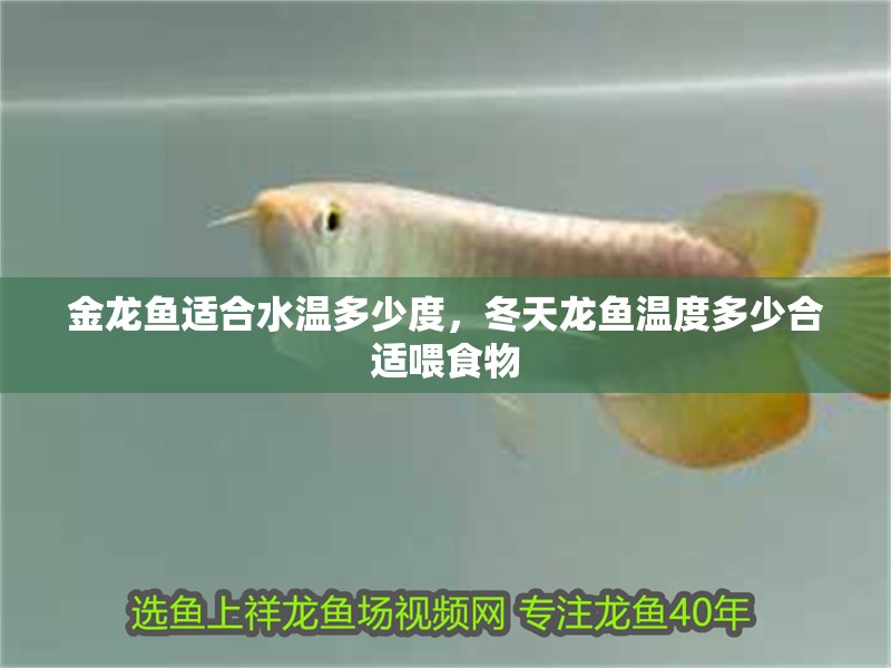 金龍魚適合水溫多少度，冬天龍魚溫度多少合適喂食物