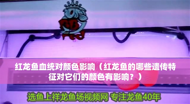 紅龍魚血統對顏色影響（紅龍魚的哪些遺傳特征對它們的顏色有影響？） 紅龍魚血統對顏色影響（紅龍魚的哪些遺傳特征對它們的顏色有影響？） 觀賞魚百科 第2張