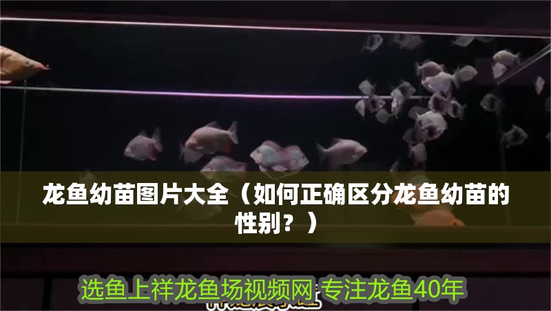 龍魚(yú)幼苗圖片大全（如何正確區(qū)分龍魚(yú)幼苗的性別？） 龍魚(yú)幼苗圖片大全（如何正確區(qū)分龍魚(yú)幼苗的性別？） 觀賞魚(yú)百科 第2張