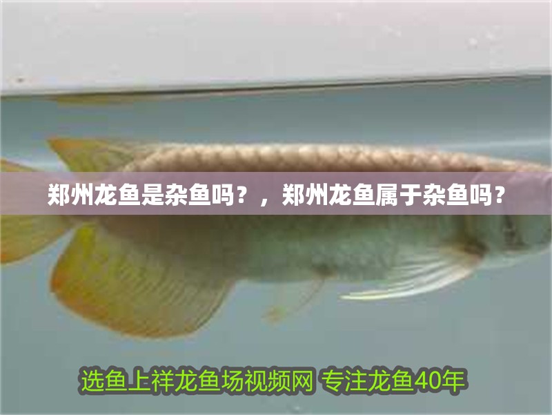 鄭州龍魚是雜魚嗎？，鄭州龍魚屬于雜魚嗎？ 鄭州龍魚是雜魚嗎？，鄭州龍魚屬于雜魚嗎？ 觀賞魚百科 第6張