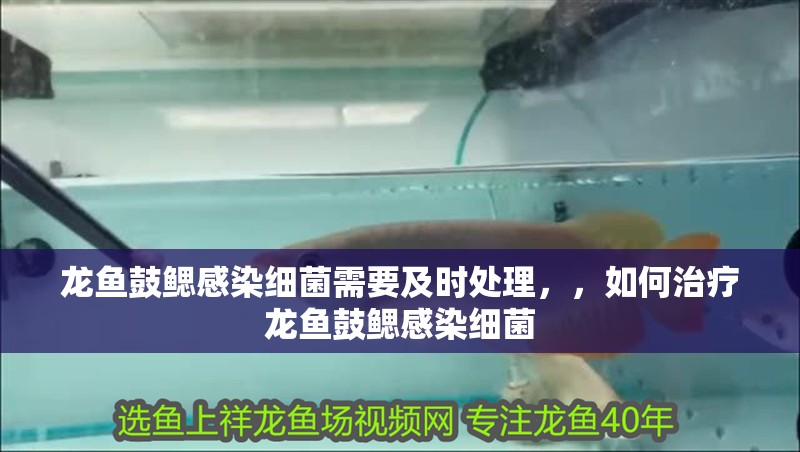 龍魚鼓鰓感染細菌需要及時處理，，如何治療龍魚鼓鰓感染細菌 龍魚鼓鰓感染細菌需要及時處理，，如何治療龍魚鼓鰓感染細菌 龍魚百科