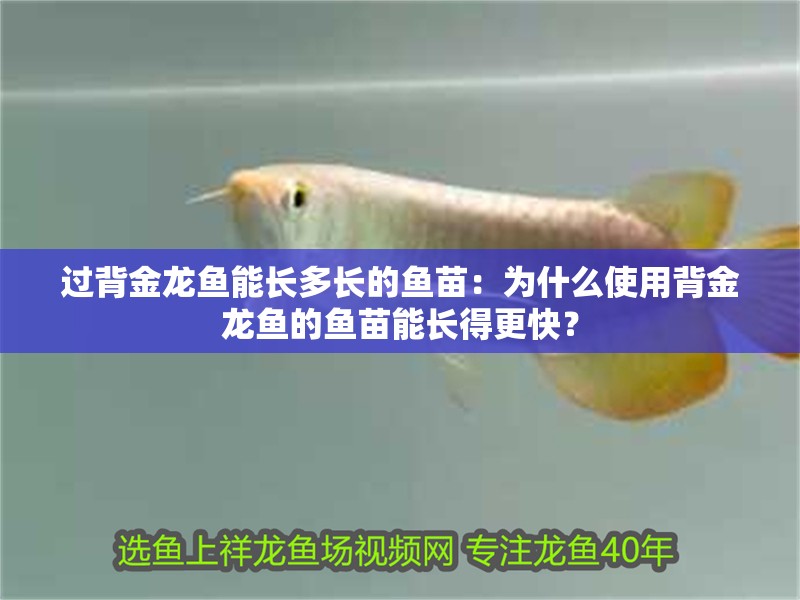 過背金龍魚能長多長的魚苗：為什么使用背金龍魚的魚苗能長得更快？ 過背金龍魚能長多長的魚苗：為什么使用背金龍魚的魚苗能長得更快？ 觀賞魚百科 第2張