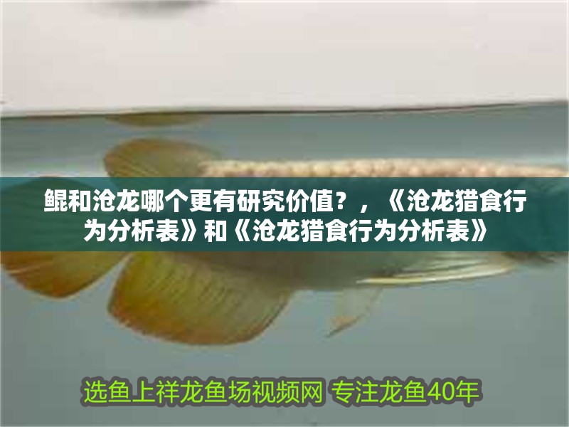 鯤和滄龍哪個更有研究價值？，《滄龍獵食行為分析表》和《滄龍獵食行為分析表》