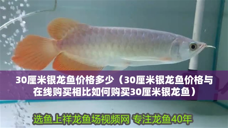 30厘米銀龍魚價格多少（30厘米銀龍魚價格與在線購買相比如何購買30厘米銀龍魚） 30厘米銀龍魚價格多少（30厘米銀龍魚價格與在線購買相比如何購買30厘米銀龍魚） 觀賞魚百科 第2張