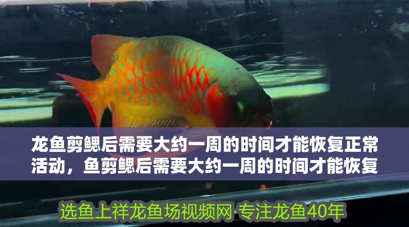 龍魚剪鰓后需要大約一周的時間才能恢復正常活動，魚剪鰓后需要大約一周的時間才能恢復正常活動