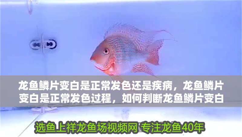 龍魚鱗片變白是正常發色還是疾病，龍魚鱗片變白是正常發色過程，如何判斷龍魚鱗片變白是正常發色還是疾病