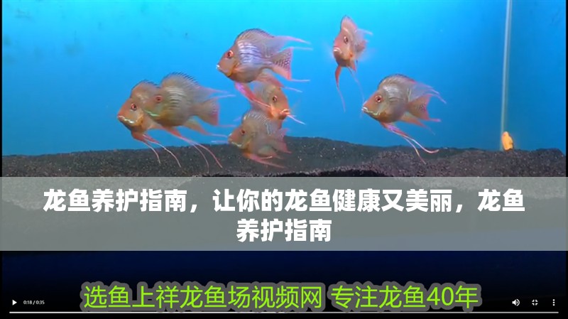 龍魚養護指南，讓你的龍魚健康又美麗，龍魚養護指南