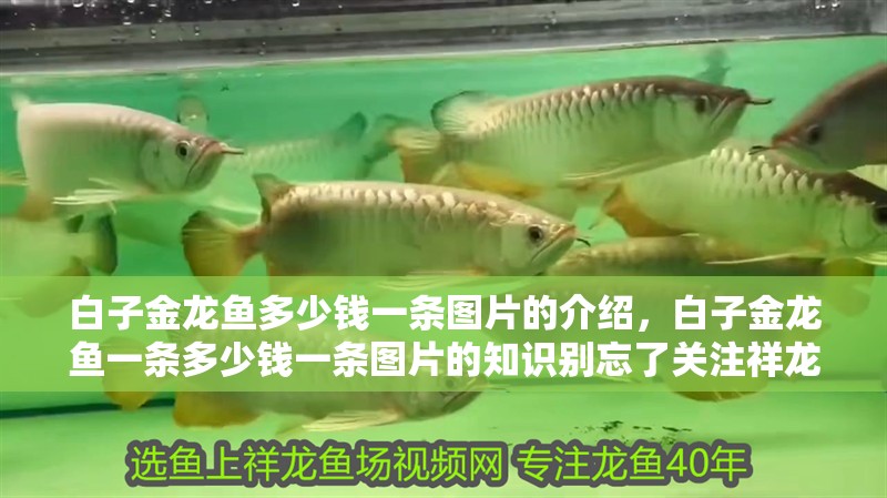 白子金龍魚(yú)多少錢(qián)一條圖片的介紹，白子金龍魚(yú)一條多少錢(qián)一條圖片的知識(shí)別忘了關(guān)注祥龍魚(yú)